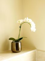 Details of white orchid in metallic vase 