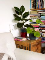 Details of houseplants in quirky living room 