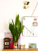 Detail of shelf with various accessories and houseplant in tin