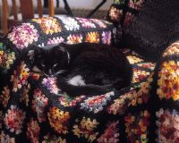 Cat sleeping in chair