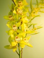 Detail of yellow orchids 