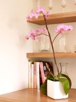 Detail of orchid on shelf 