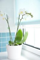 Orchid on bathroom windowsill 