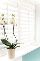 Orchid on bathroom windowsill
