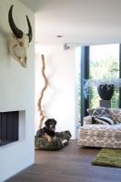 Pet dog in modern living room 
