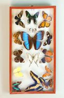 Butterflies in a case on the wall
