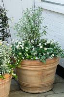 Silver themed terratotta container in courtyard planted with Marguerites, Pittosporum and Helichrysum
