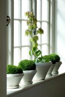 Plants on windowsill 