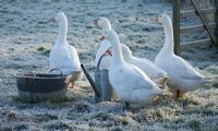 Geese in field in frost