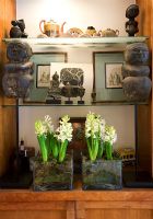 Hyacinths growing in glass vases on shelves with ornaments