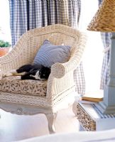 Cat sleeping in armchair