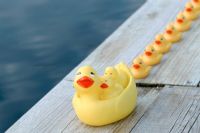 Row of rubber ducks next to pool 