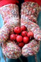 Close-up of gloved hands holding crab apples