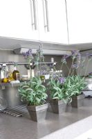 Lavender in pots on kitchen worktop