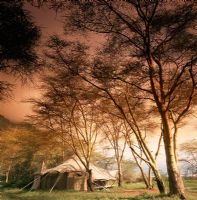 Safari tent in a grove of trees
