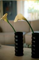 Close-up of lilies in black vases