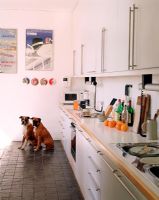 Interior of modern kitchen with two dogs