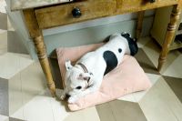 Dog sleeping on cushion