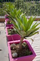 Plants on roof terrace