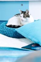 Cat laying on a pile of pillows