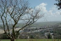 Looking down on Padstow through tree