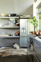 Pet dog in modern kitchen 