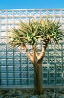 A yucca tree against a glass brick wall