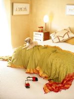 Interior of bedroom with sari and dog on bed