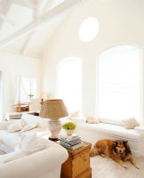 Interior of modern living room with furniture and dog