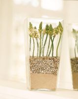 Green plant growing in a vase with sand and pebbles