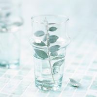 Glass with water and branch