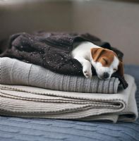 Puppy sleeping on a pile of blankets