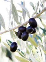 Black olives growing on tree, detail 