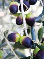 Olives growing on tree, detail 