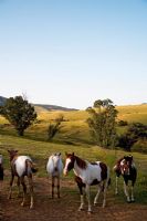 Herd of horses in country fields 