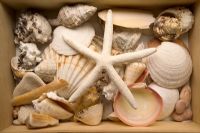 Detail of shells in box