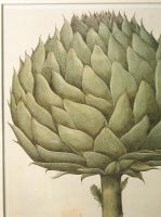 Print of an artichoke
