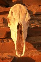 Close-up of a cow skull on a stone wall