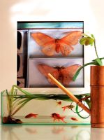 Small aquarium and moth display