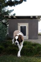 Dog house in garden