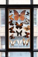 Collection of butterflies on window