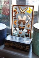 Collection of butterflies on display