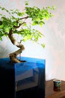Detail of bonsai tree 