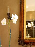 Orchid in modern bathroom