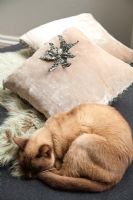 Cat sleeping on cushions 