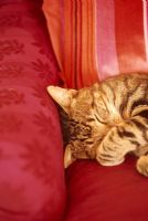 Cat curled up sleeping on a red sofa