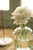 Carnation in glass vase