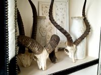 Collection of animal horns on shelf
