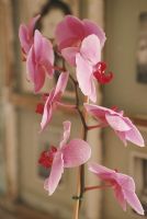 Pink orchid houseplant, detail