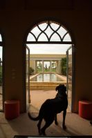 Dog looking out at swimming pool